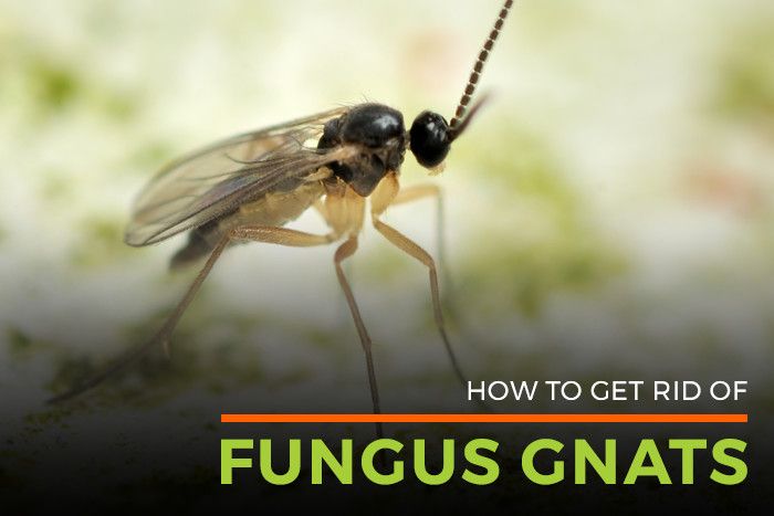 fungus-gnat-lifespan-gnat-killer-life-cycle-of-fungal-gnats