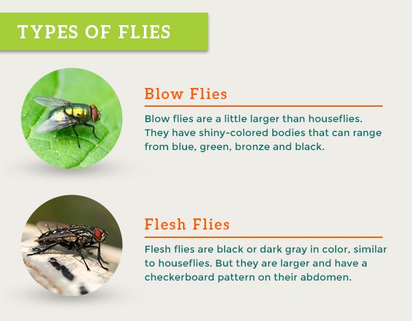 All About Flies Natural Fly Control Options