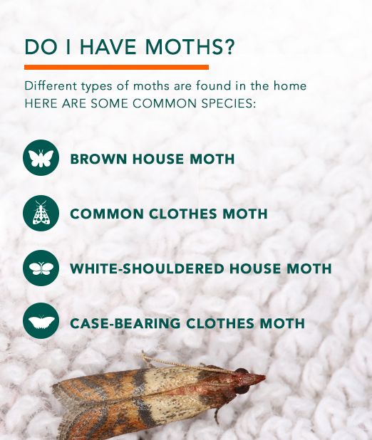 Clothes Moths Facts How to Get Rid of Moths