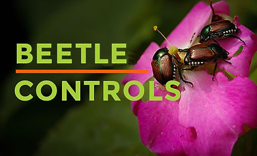 Japanese Beetle Habitat & Facts | How to Get Rid of Japanese Beetles