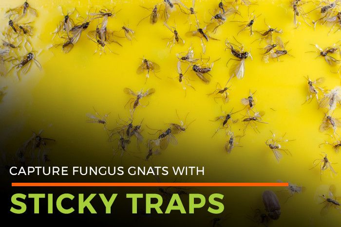 fungus-gnat-lifespan-gnat-killer-life-cycle-of-fungal-gnats