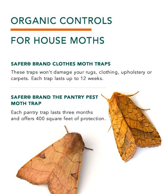 Clothes Moths Facts How to Get Rid of Moths