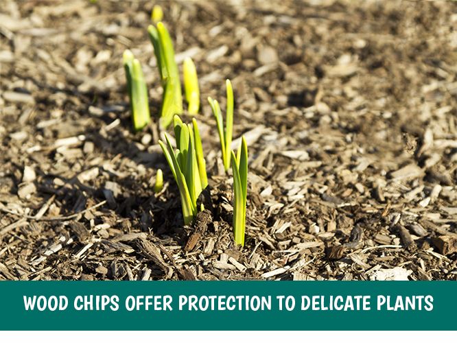 Uses for Wood Chips, Logs, Stumps and Snags in the Garden