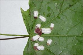 Scale Control Methods & Facts | Neem Oil for Scale