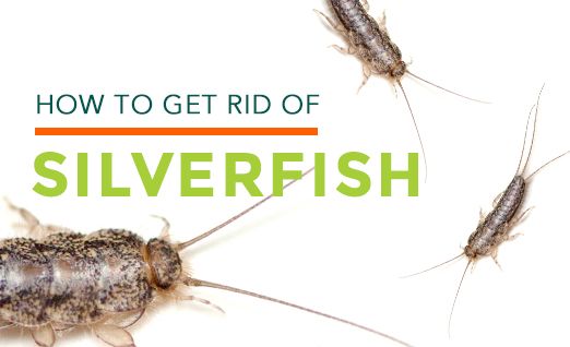 How To Get Rid Of Silverfish Silverfish Habitat Control