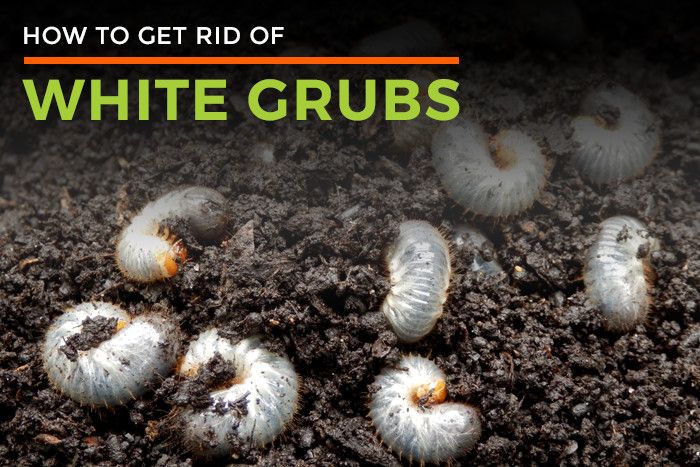 Large White Grubs In Soil - Garden Inspiration