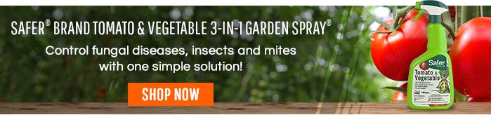 20 Common Tomato Plant Problems And How To Fix Them