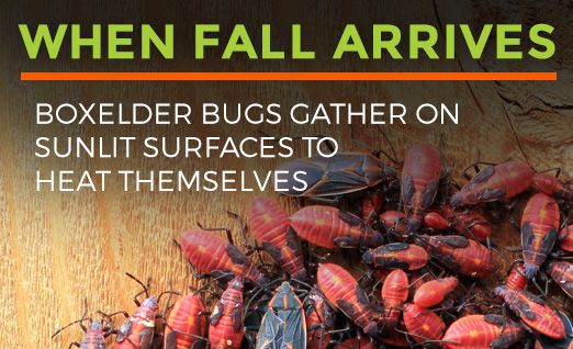 All About Boxelder Bugs