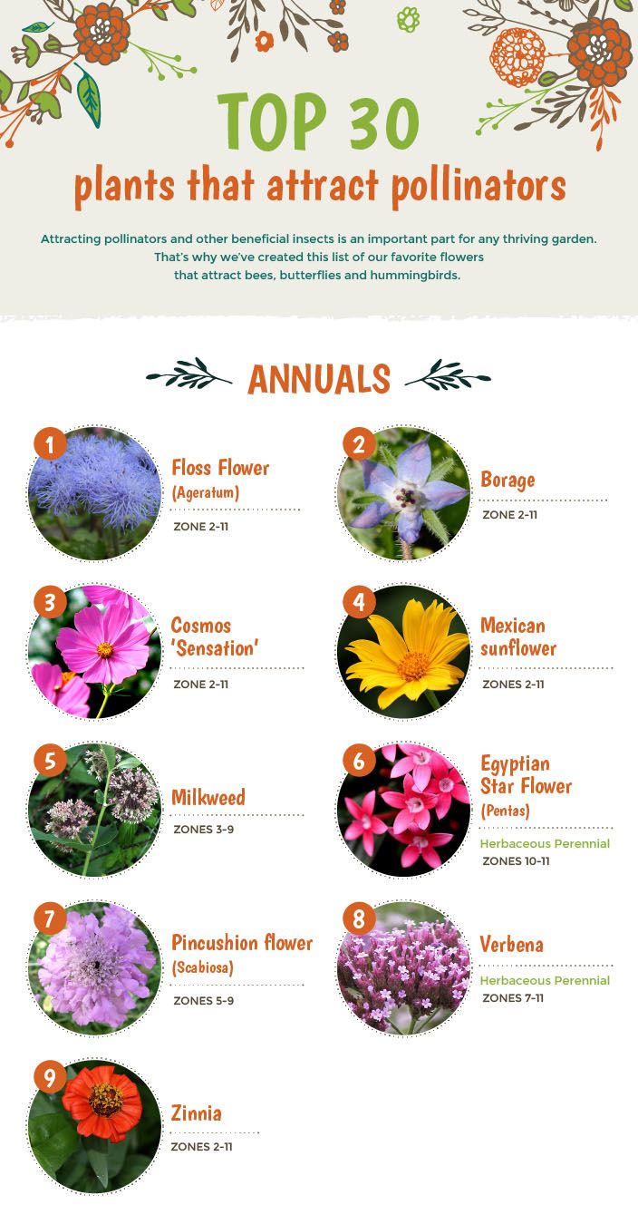 Top 30 Plants That Attract Pollinators