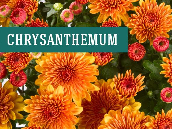 Chrysanthemum aka mum makes beautiful indoor plants that clean the air