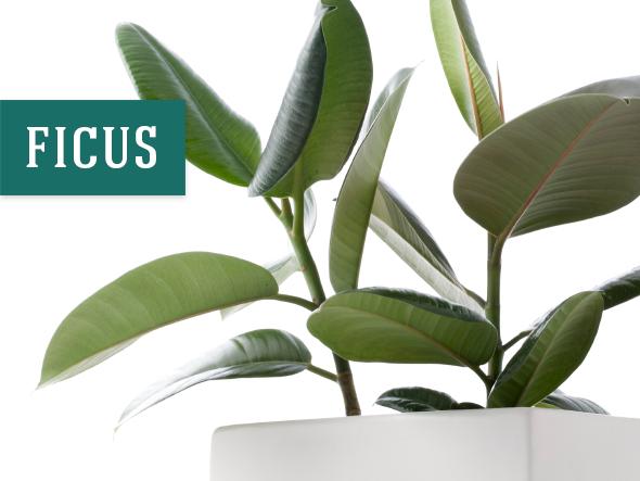 Best indoor plant that helps purify air - Ficus