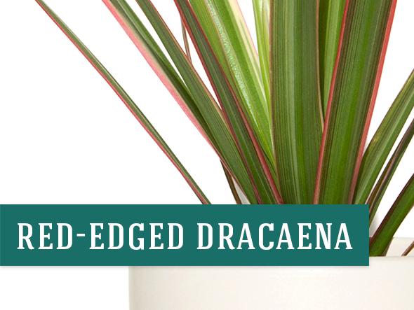 Red Edged Dracaena plant