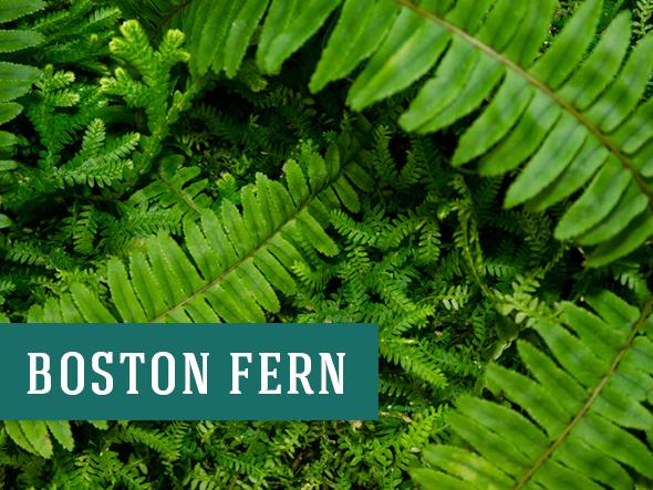Boston Ferns are among the best air-purifying plants