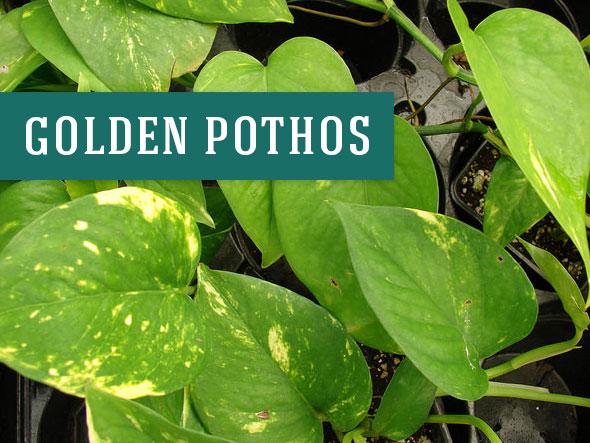 Golden Pothos are Great Office Plants