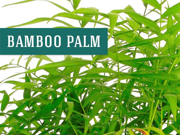 The Bamboo Palm makes a Great Office Plants