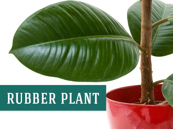 Image of a Rubber Plant