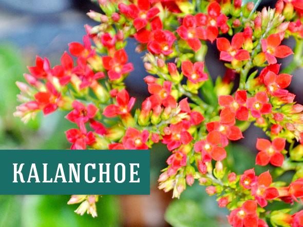 Flowering Kalanchoe
