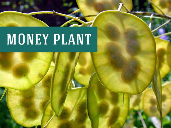 What a Money Plant Looks Like - They Make Great Houseplants