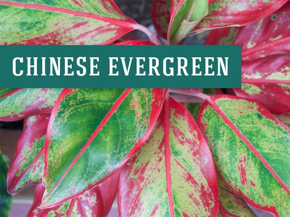 Chinese Evergreens are one of the many plants that help clean the air