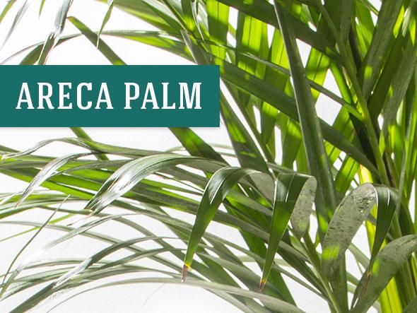 Areca Palm - Great Office Plants