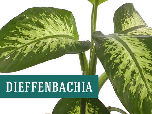 Dieffenbachia houseplant that helps clean the air
