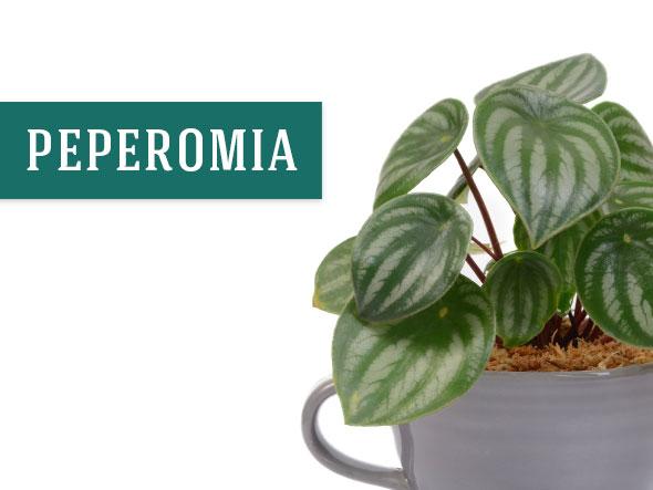 Peperomia Houseplant in a Tea Cup