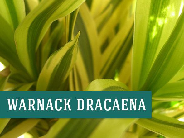 One of the Best Air Purifying Plant is Warnack Dracaena