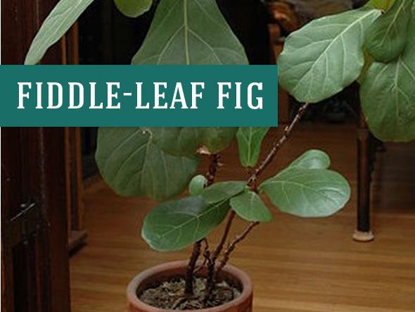 Fiddle Leaf Fig Indoor Trees are a popular choice for both style and the trees ability to clean indoor air. Photo source: Wikimedia Commons Morrisjm