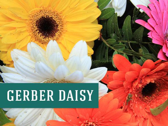 Gerber Daisy are colorful indoor plants that can help purify the air
