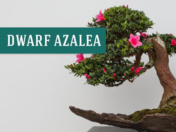 Dwarf Azaleas make perfect indoor plants since they help clean the air