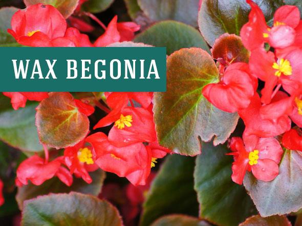 Wax Begonia make great indoor houseplants