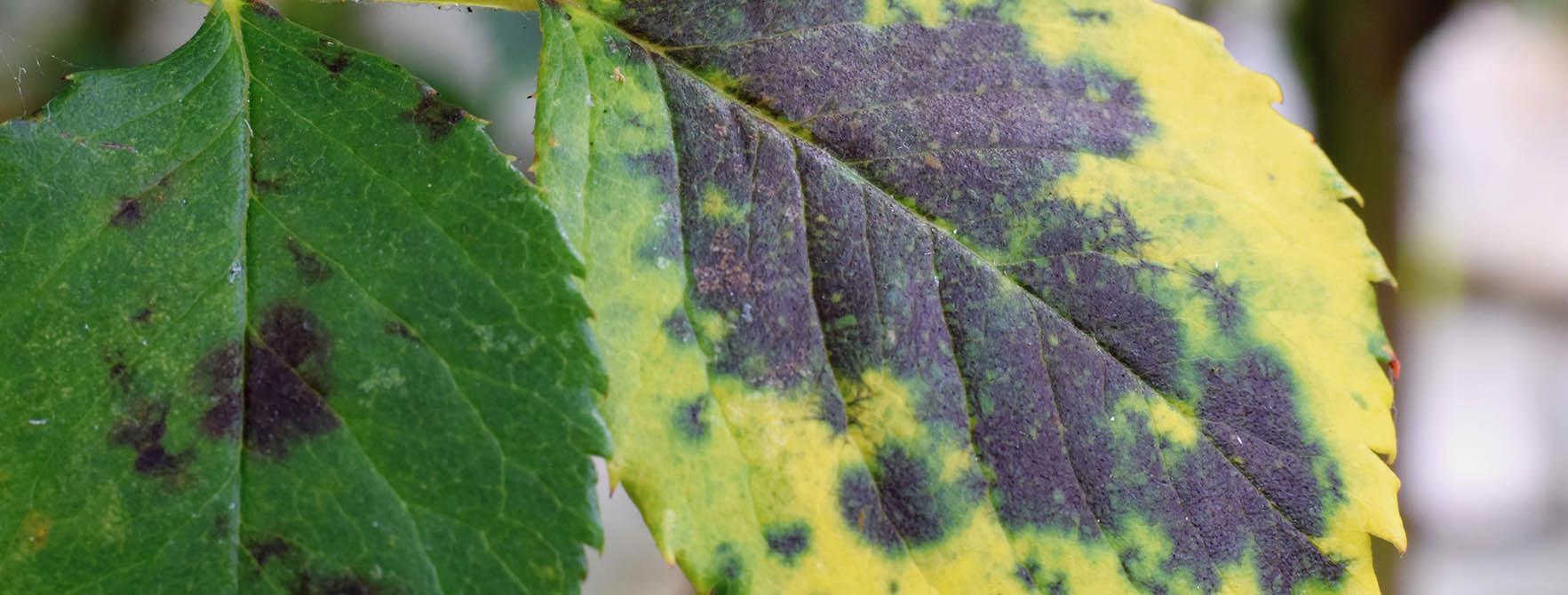 Black Spot Plant Disease Information