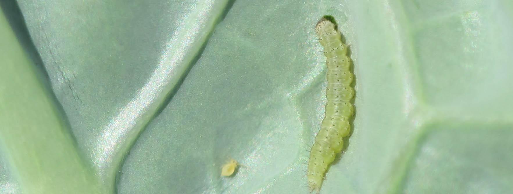 Diamondback Moth Larvae Control Habitat, Life Cycle & Reproduction