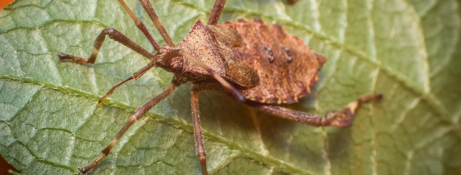 Squash Bug Control & Facts | Kill Squash Bugs