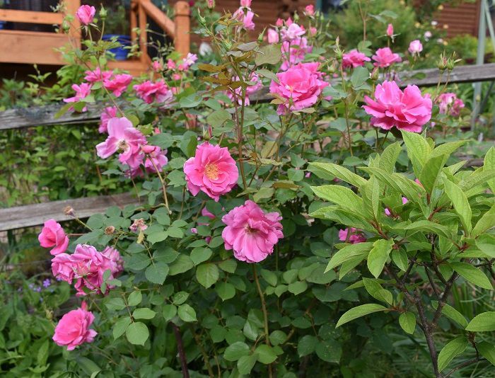 What Type Of Rose Should I Plant?