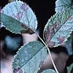 Leaf Spot