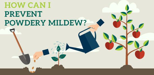 How to treat powdery mildew on plants