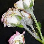Powdery Mildew