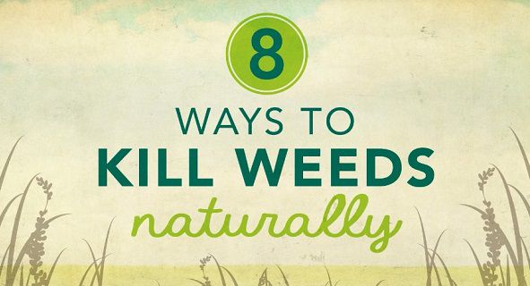 How To Kill Weeds Naturally 