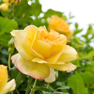 yellow rose