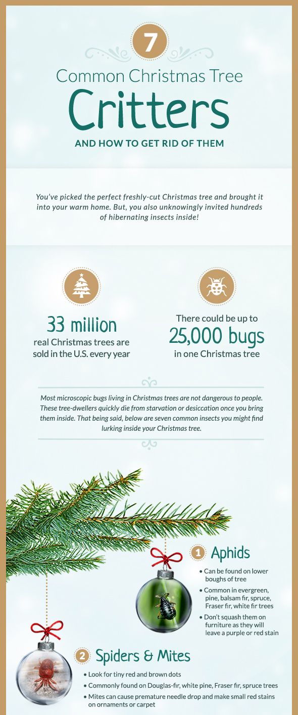 Common Christmas Tree Bugs And How To Get Rid Of Them