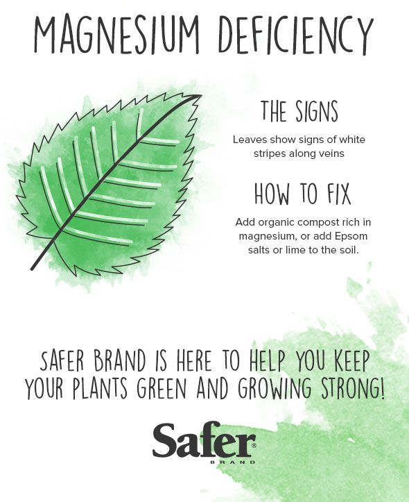 Why Are My Plants Turning Yellow?