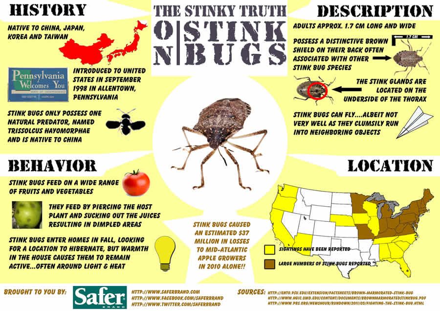 Victor® The Ultimate Stink Bug Indoor Trap Safer® Brand M235