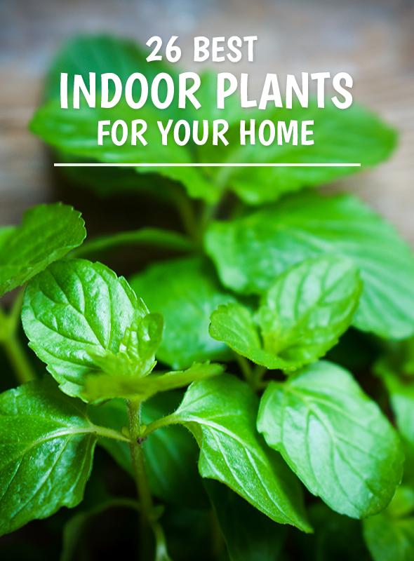 26 Best Indoor Plants For Your Home