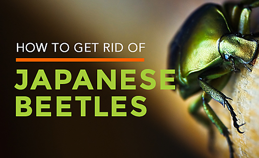 Japanese Beetle Habitat & Facts | How to Get Rid of Japanese Beetles