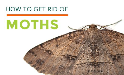 Clothes Moths Facts | How to Get Rid of Moths