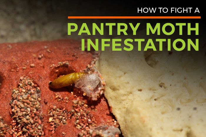 Meal & Pantry Moths Facts | Pantry Moth Control | Life Cycle