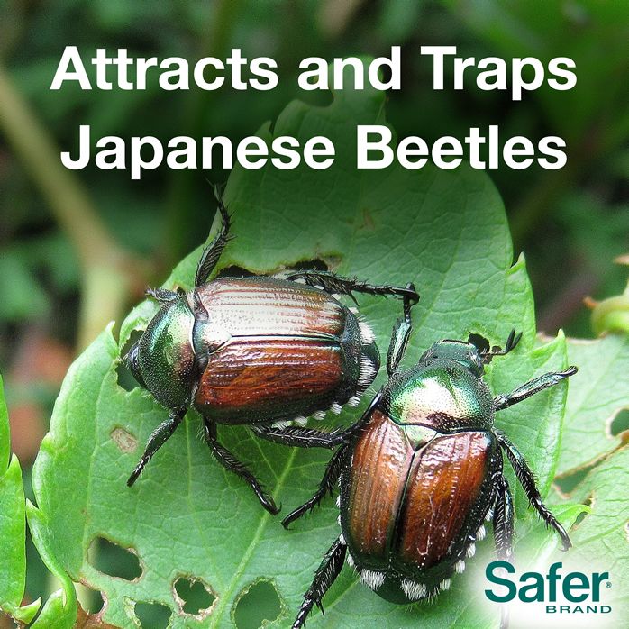 Japanese Beetle Trap 1 Trap Saferbrand Com