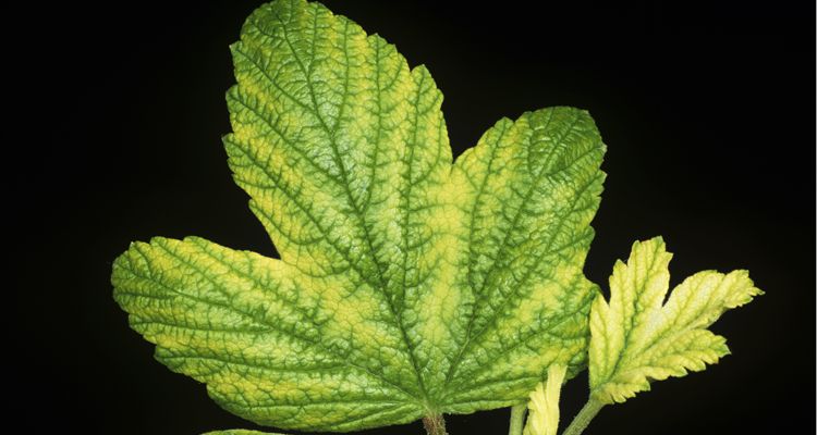Cures for Plant Nutrient Deficiencies