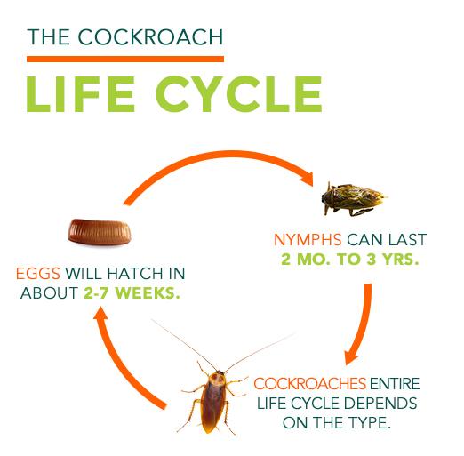 cockroach facts all about roaches roach control